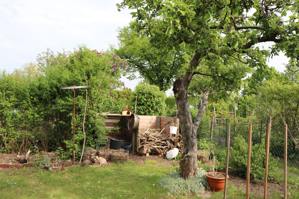 Kleingarten mit einem Baum, Holzlager in einer Ecke, eine frei begehbare Wiese und einem benachbarten Kleingarten am rechten Zaun.