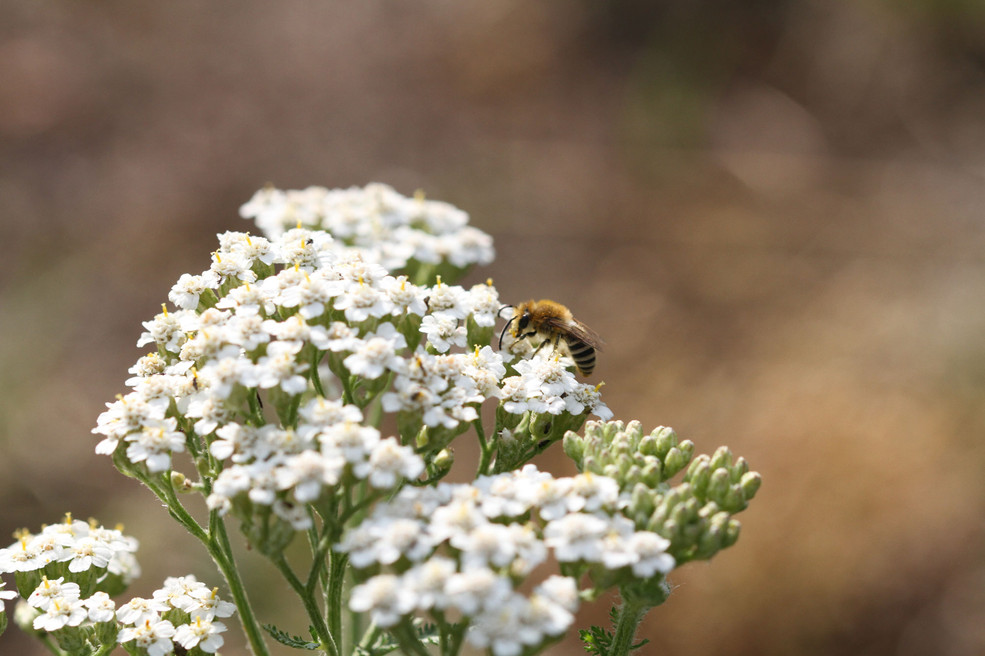 Nahaufnahme der weißen Blüten der Schafgarbe, auf der eine Biene sitzt.
