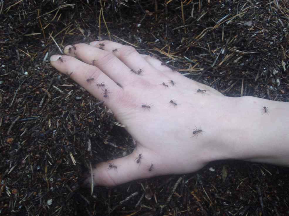 Nahaufnahme einer Hand, in der viele Ameisen herumkrabbeln.