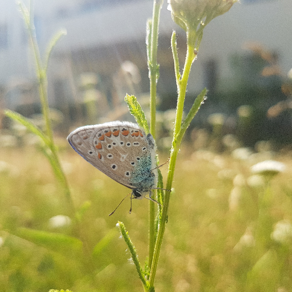 Ein Schmetterlink in Nahaufnahme auf einem Halm. Im Hintergrund Wiese und der Ansatz eines Gebäudes.